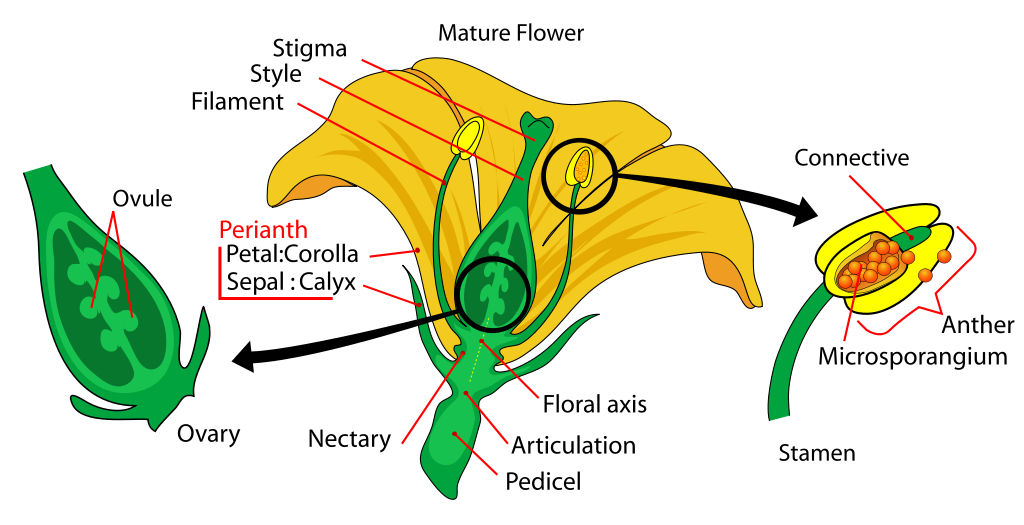 Main parts of a mature flower