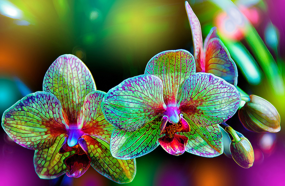 Orchid Flower Art