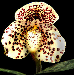 Ladyslipper orchid, Paphiopedilum bellatulum