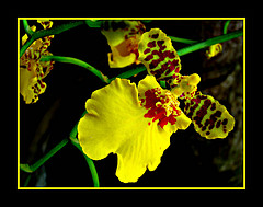Micro-Orchid (Oncidium Varicosum)
