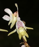 Epipogium aphyllum flowers