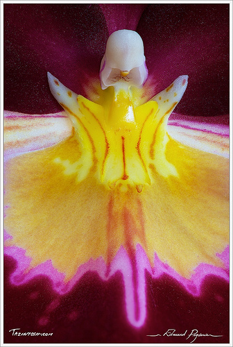 Orchid intimacy