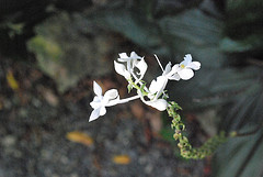 Sabah Orchid