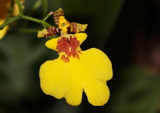 Oncidium varicosum Orchid