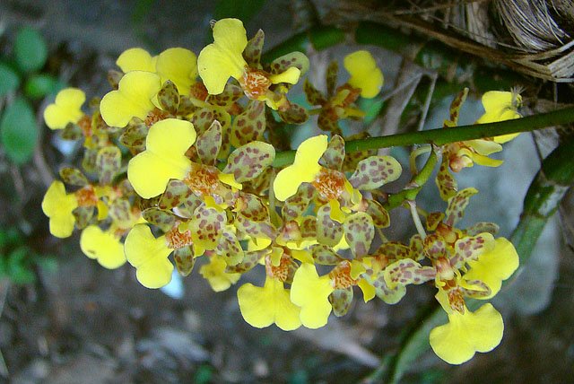 Oncidium sphacelatum-Popcorn Orchid