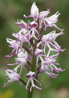Orchis simia, Germany - Tauberland