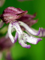 Orchis × angusticruris flowers