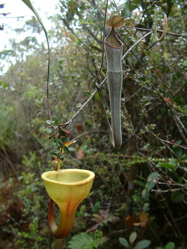Nepenthes jamban and Nepenthes lingulata