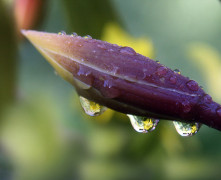 Droplets of water refracting a small flower.