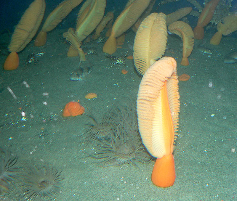 Orange sea pens (Ptilosarcus gurneyi)