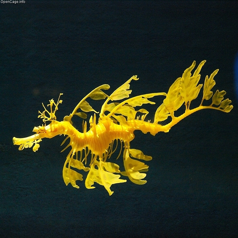 Leafy seadragon (Phycodurus eques)