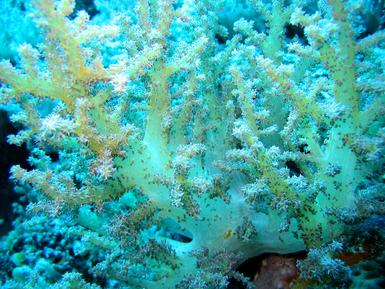 Yellowish white soft coral
