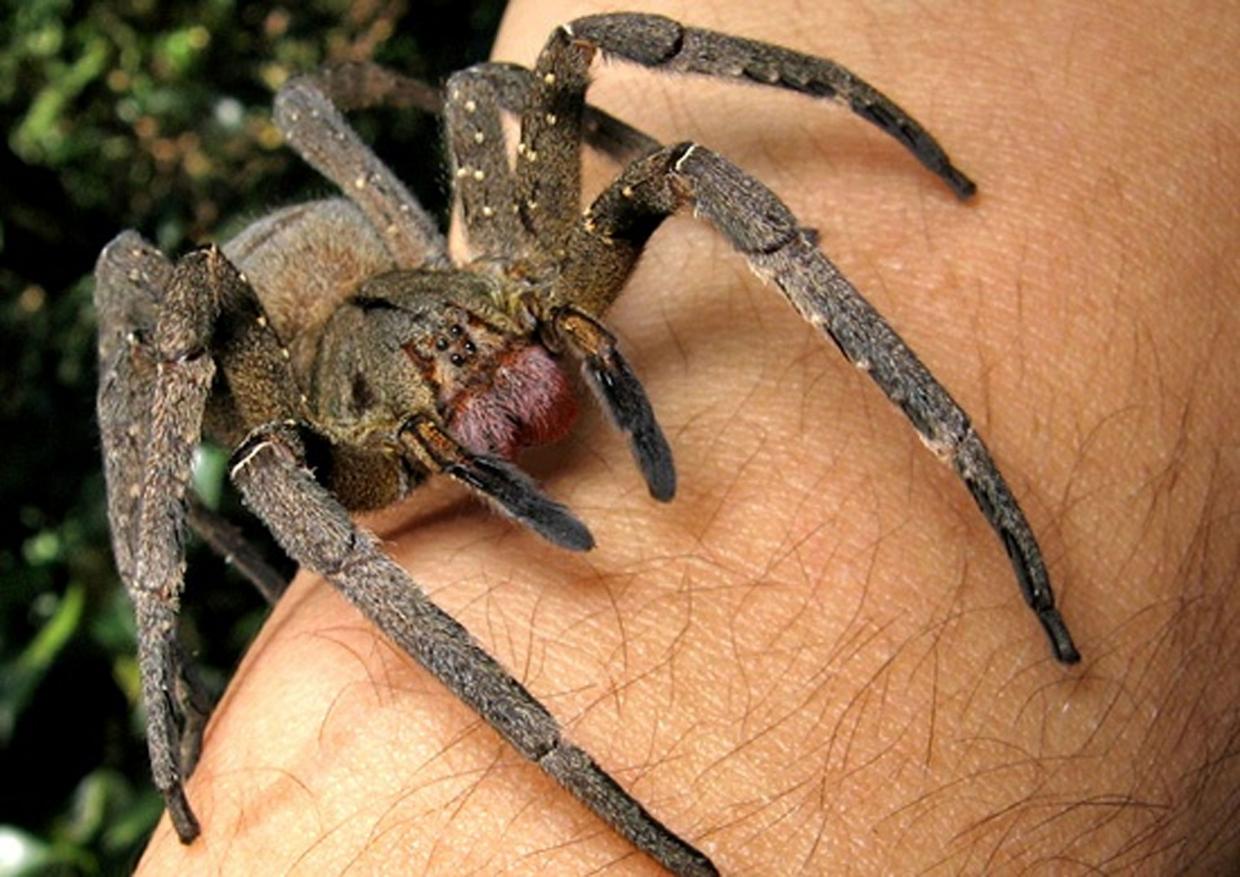 Brazilian Wandering Spider (Phoneutria nigriventer)