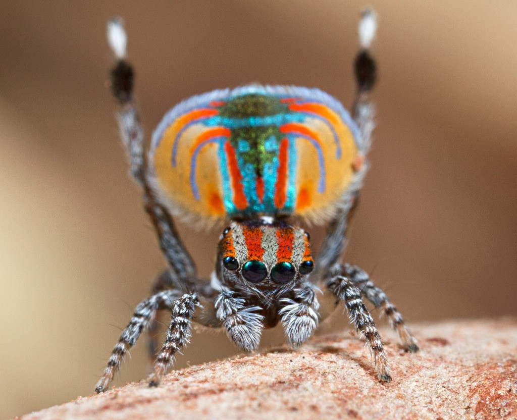 Peacock spider (Maratus volans)