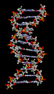 Spinning DNA