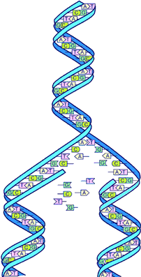 DNA Replication image from the Human Genome Project