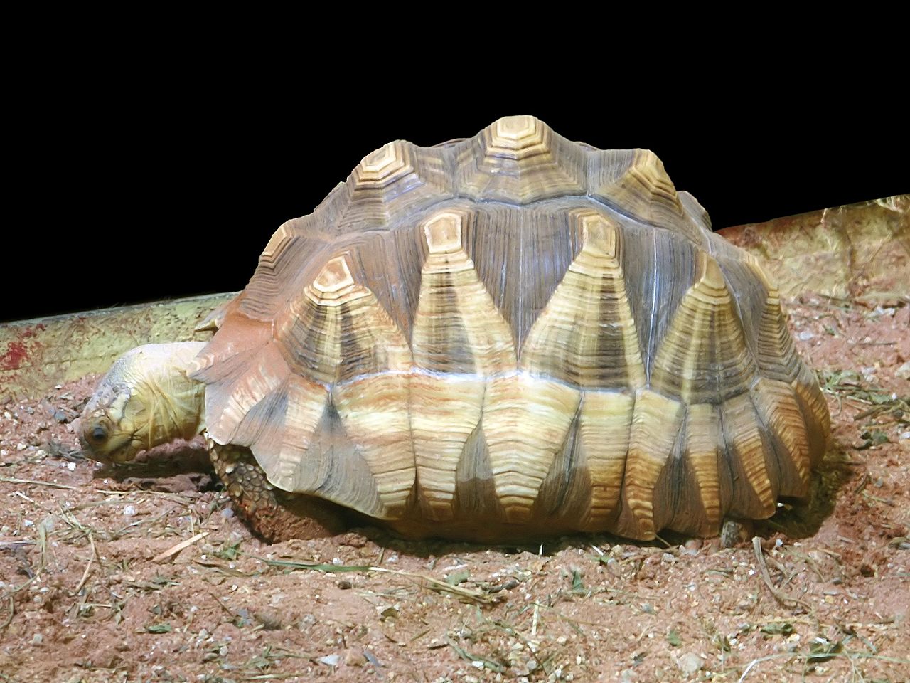 Angonoka tortoise