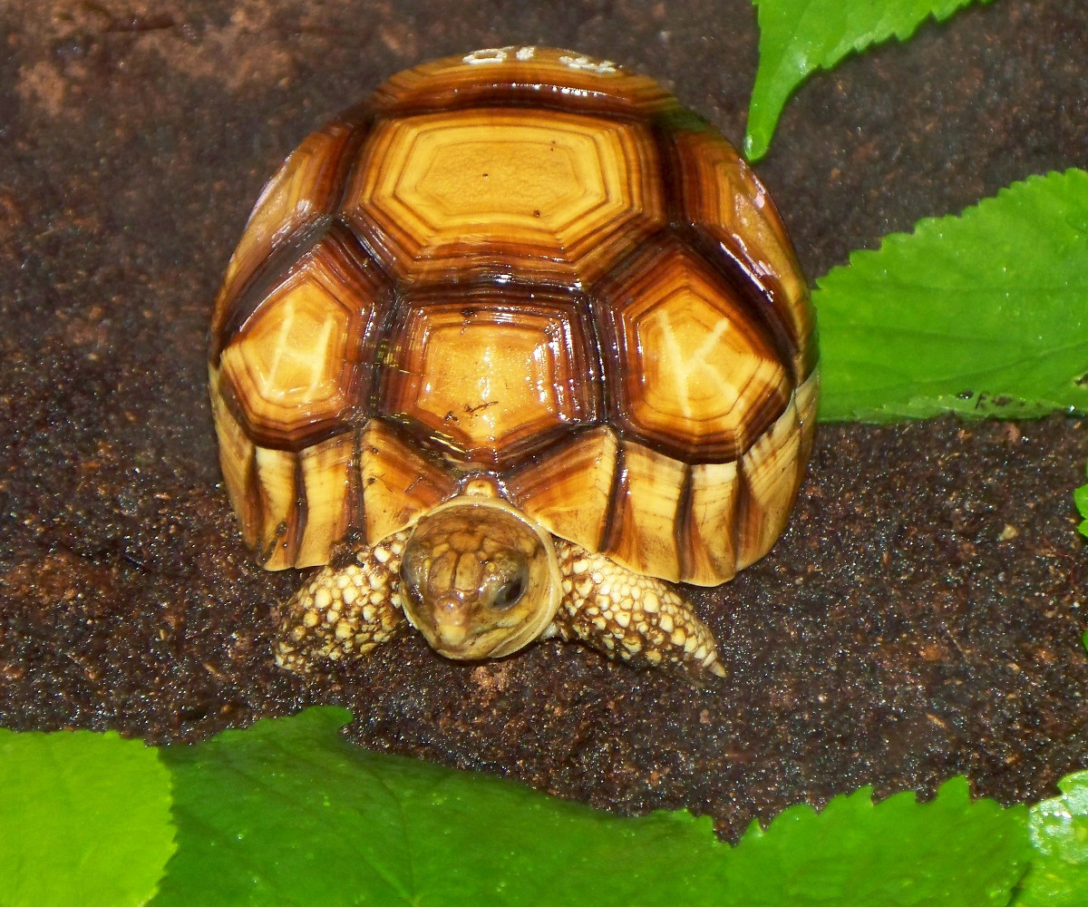 Angonoka tortoise (Astrochelys yniphora)