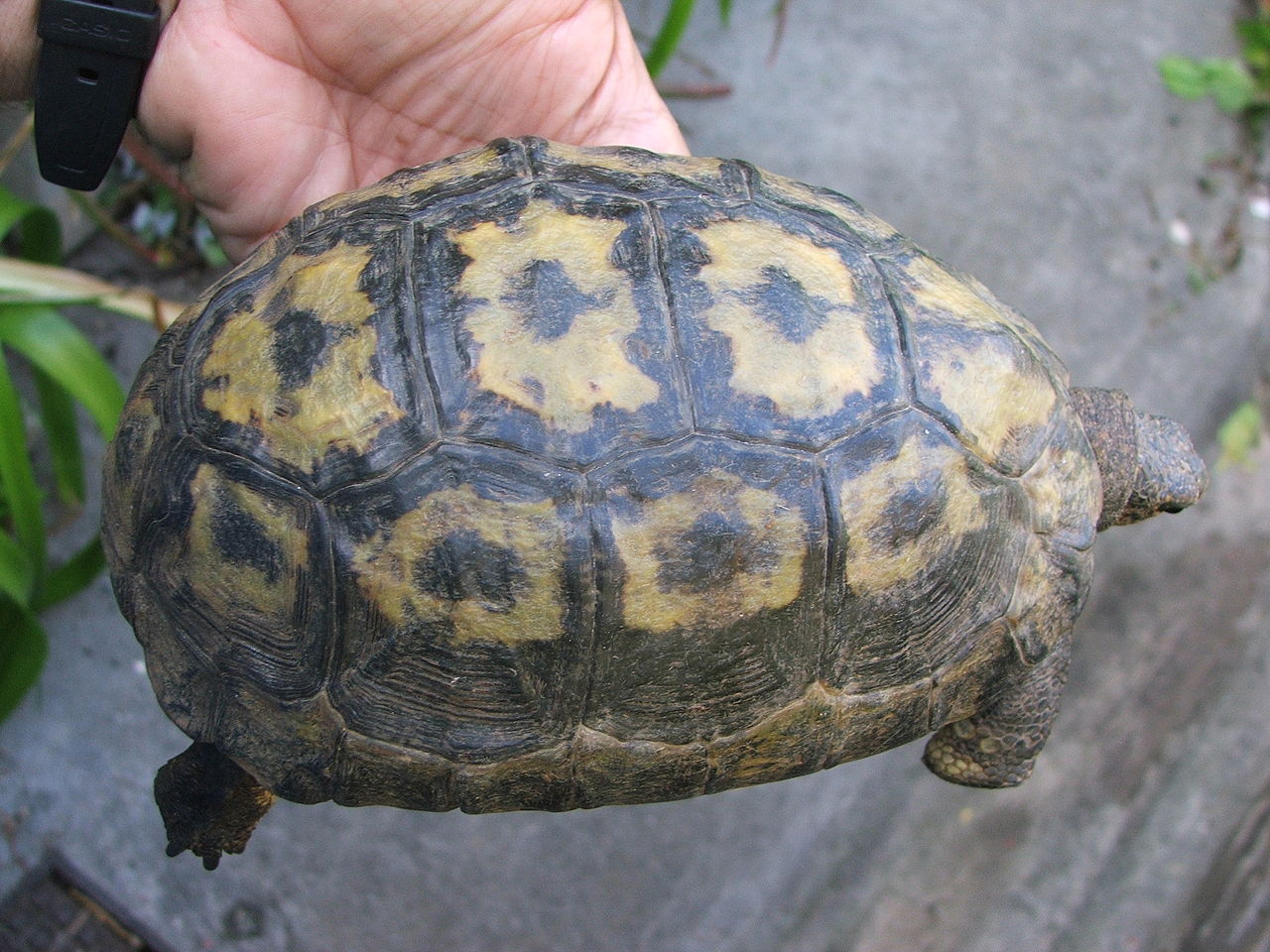 Female Chersina angulata tortoise