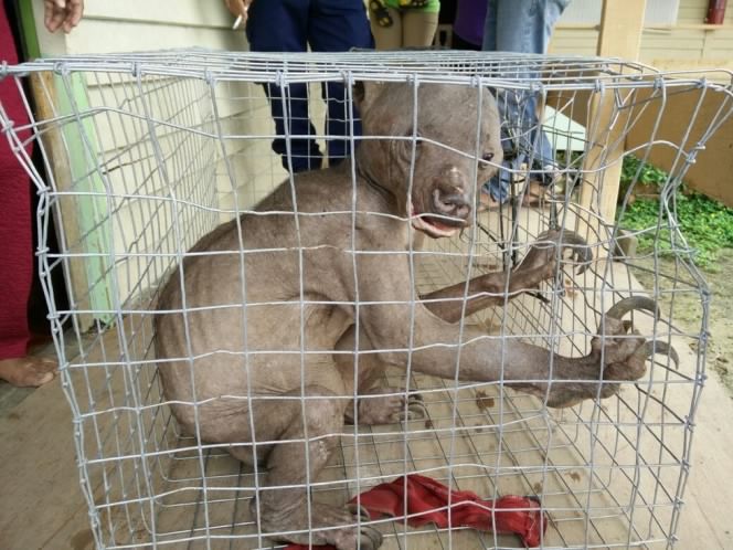 Strange creature in Borneo was caged