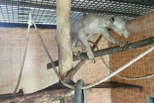 Strange creature was rehabilitated at Matang Wildlife Centre