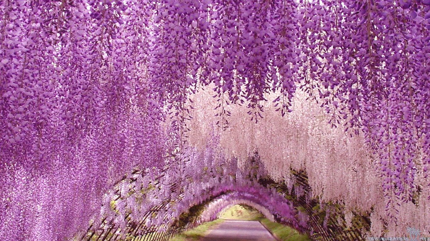 Wisteria flower Tunnel