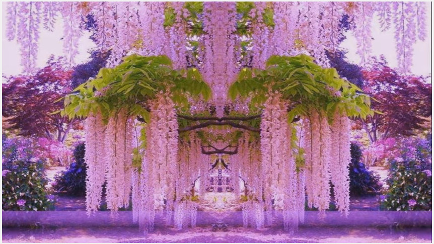 Magnificent Colors of Wisteria