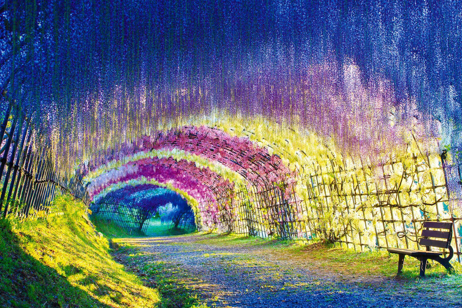 Wisteria Tunnel at Kawachi Fuji Gardens