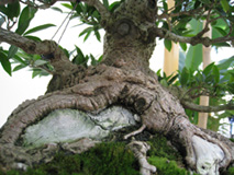 Base of the bonsai