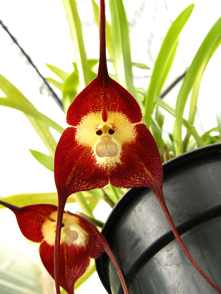 Monkey-like orchids