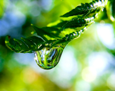 A raindrop on a fern frond