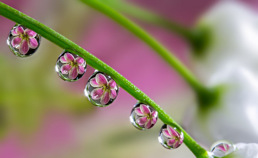 Stunning Reflection Photos:Flowers Reflected In Dewdrops 